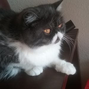 Meet your Posher, Gail